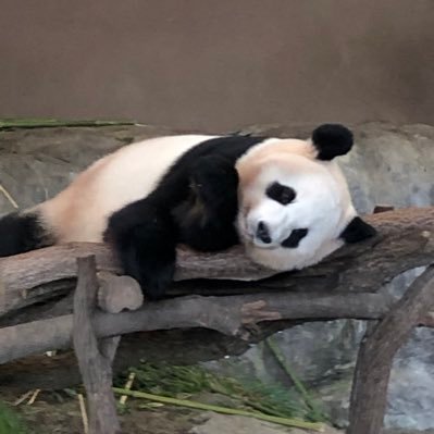 Yamamoto_poker's profile picture. 50NLFの魚