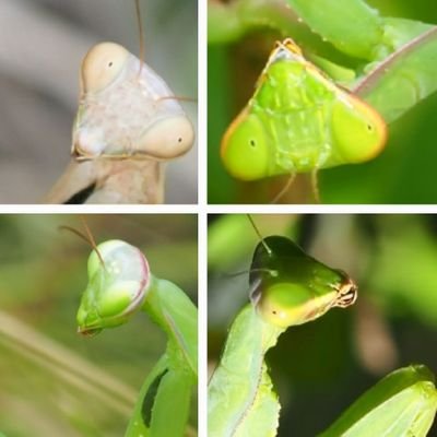 虫採りも虫撮りもやる虫好き、虫とかその他小さな生き物求めて徘徊する奇怪な生命体
特に好きなのは直翅とカマキリ。