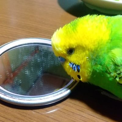 鳥さん好きな皆様のツイート拝見させて頂き、楽しんでます😊
迷子のセキセイインコを発見したのをきっかけに、迷子保護鳥さんのポストの拡散をするようになりました🐥
現在、セキセイインコのチョン吉♂️と暮らしています🐥