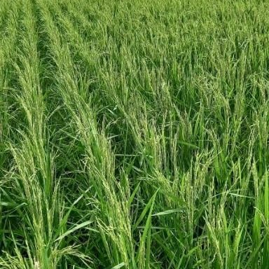 AungGyi92947828's profile picture. 