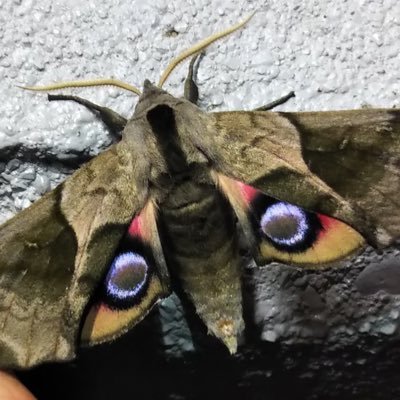 uga8931's profile picture. 昆虫を学ぶアカウント 鱗翅類が好きです。