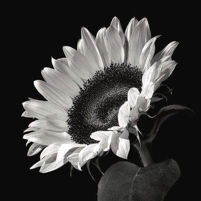 accbacaa_'s profile picture. 