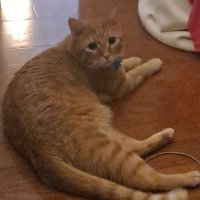 Cookiecrumb (@cookiec68183346) 's Twitter Profile