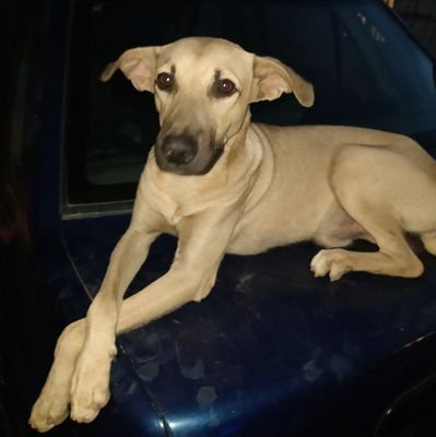 Ayúdame a encontrar a mi perro 🐶😞 se llama Chasse (chais) es de color beige y su Trompita negra es un perro muy noble y no es agresivo. Maracaibo