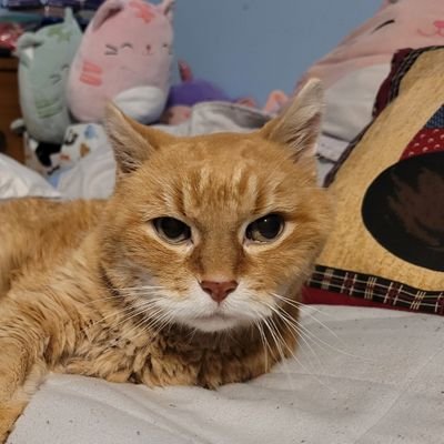 Coolorangekitty's profile picture. Just a girl sharing tweets and meeting new people.