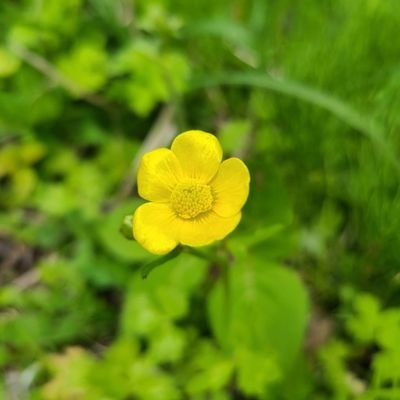やさいさんのプロフィール画像