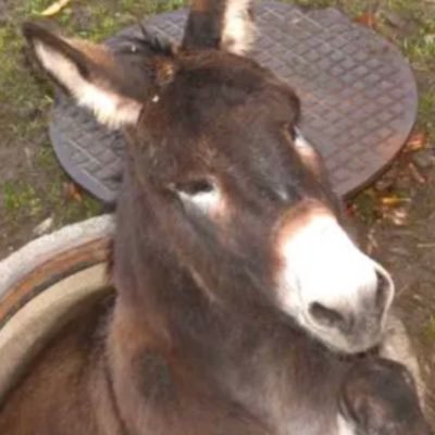 DonkeysRHeros Profile Picture