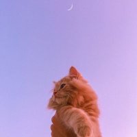 Hasَnaaa🦋. (@hasnaa___2004) 's Twitter Profile