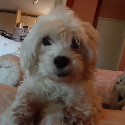 jebeltzer's profile picture. Dog lover. Cat tolerater. Rescues abound! Stalked by Swiffer.