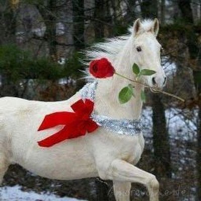 MaraBorelli5's profile picture. 📖🔥Gálatas 5:24