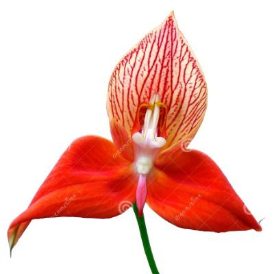 capefox3's profile picture. I blog about healthy living and watersports.