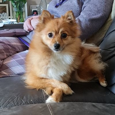 Peanut the Puppy Pomeranian - Proper Princess