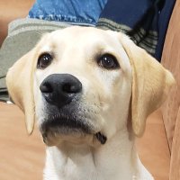 ラブラドール 🐕さん🐶 (@sun20220401) 's Twitter Profile