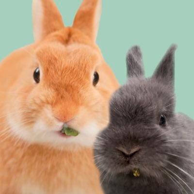 うさぎのコッペ【ネザーランドドワーフ】さんのプロフィール画像