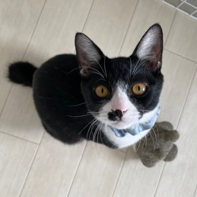 ·̩͙元野良猫ぽぽの成長記録·̩͙🎂2022.05.05·̩͙3歳3ヵ月♂·̩͙初猫飼いで勉強中·̩͙かいぬしのお気に入りポイントはおしり·̩͙