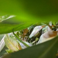 meem 🌿 (@me37307661) 's Twitter Profile