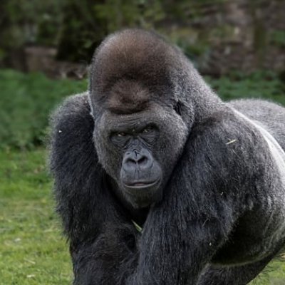 ape2347 Profile Picture