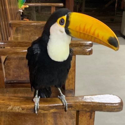 flaviambsm's profile picture. 