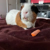 Guinea Pig Central(@CentralPig) 's Twitter Profile Photo