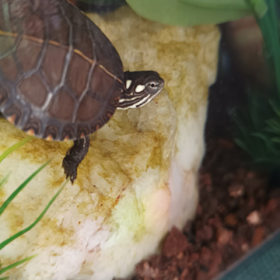 slikbdatfool's profile picture. 