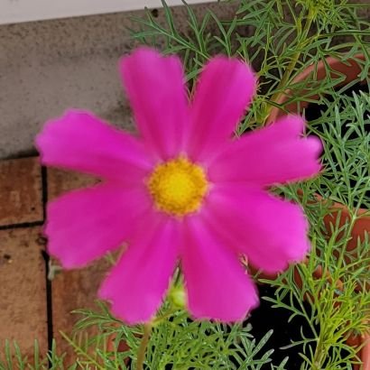 秘密のエリ草さんのプロフィール画像