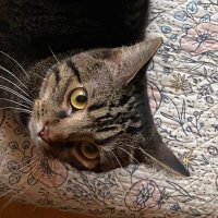 Teddy 🐻 (🐱) (@theodorebearcat) 's Twitter Profile