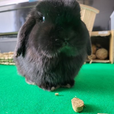 flubbybunnies's profile picture. Web 3 | NFT | Discord Builder & Moderator | @HuslNFTs @IECWolves_io