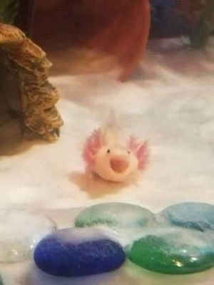 Albondiguin_09's profile picture. ❤️