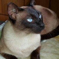 Egipciana (@egipc727) 's Twitter Profile