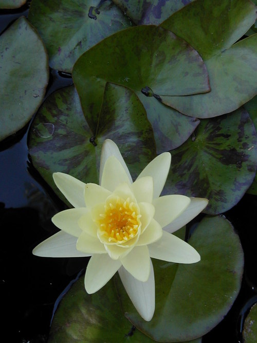 Owner of The Educated Gardener a specialty nursery and gardener's store in Santa Margarita. Specializing in pond plants, perennials, natives and hardy unusuals.