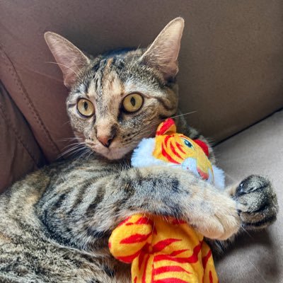 caitlin_inola's profile picture. Interested in many things🎨🎟🐱✏️♐️ | she/her