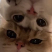 V_Vme (@v_vmelib) 's Twitter Profile