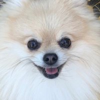 ポメラニアンのリン🐶 (@mofumofu__rin) 's Twitter Profile