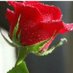 أصيلة. (@shamm_0i) Twitter profile photo أصيلة. (@shamm_0i) Twitter profile photo