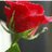 shamm_0i's profile image