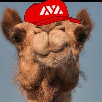 THE DEGEN CAMEL                                      
blockchain enthusiast 🔗                
#DenaliValidator
#cryptocurrency #Avalanche