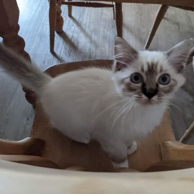 MaiCatInn's profile picture. 