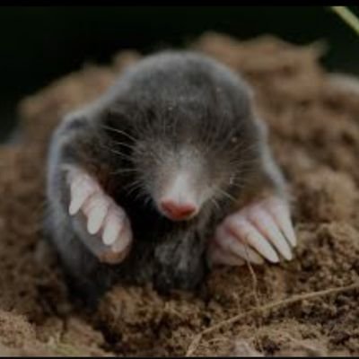 topoconmonoculo's profile picture. 