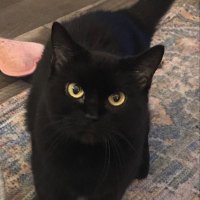 Shin (@gatolatei) 's Twitter Profile