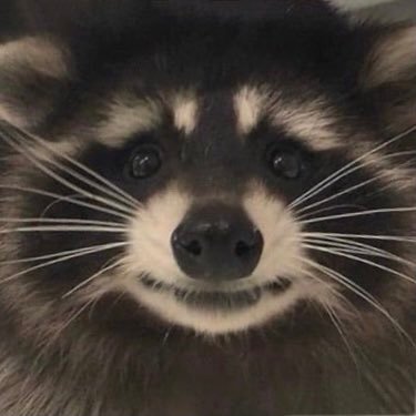 sweetraccoons Profile Picture