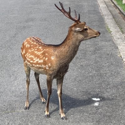 SEO75658525's profile picture. SEO歴20年／飲み歩き／ゴルフ／将棋／会社経営／癖スポット巡り／WEBマーケティング／コンサル／Google好き／検索エンジン対策／昔話が少しでも今の方の役に立てば。レベニューシェアの案件やりたいアフィリエイターさん、WEBライターさん募集中。