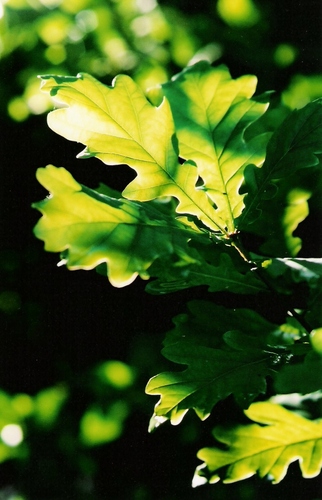 Plot30a's profile picture. 