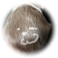 WOLQU_ウルク (@wolqu_wolve) 's Twitter Profile