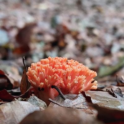 MinimalCamper's profile picture. Descubriendo el mundo en modo slow. #travellovers #animallovers #doglovers