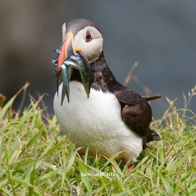 Save Scottish Seas Profile