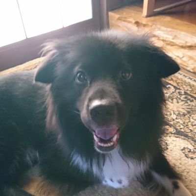 s46年生まれのバイク/車/犬猫好きなオッサンRZ乗り。
愛犬クロは、ラブラドール&セッター犬のミックス犬。
主に秩父、群馬、奥多摩方面を走るツーリングライダー。
無言フォロー失礼します。