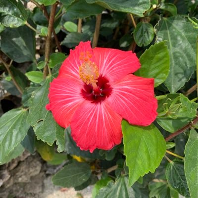 9lXfa3's profile picture. 2022.8出産👶妊娠糖尿病→→2022.10境界型糖尿病🥹食後高血糖🍚2023.7HbA1c🩸5.2🐣標準体型🫠インスリン抵抗性（筋肉不足？）👐エアロバイクと筋トレで改善したい✨血糖値スパイク撲滅💪お酒大好き🍺子供（11m）の事もつぶやきます👶無言フォロー失礼します🙏アラフォー🚺