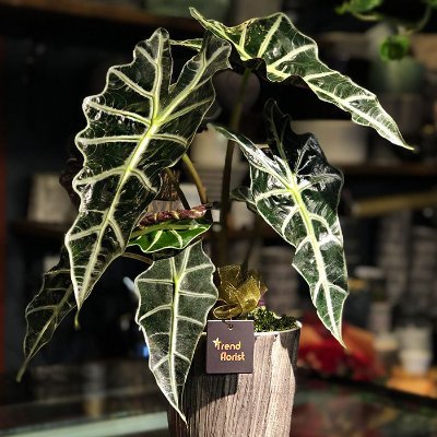 cydvslu's profile picture. 🌸