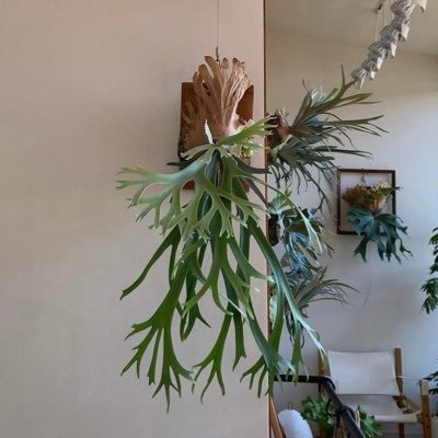 j39bo's profile picture. ビカク、アロイド大好きおじさんです。 インテリアとかもちょっと好きです。