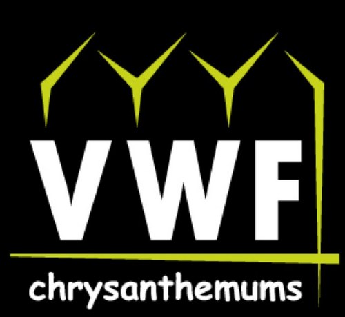 Van WordragenFlowers B.V. uw partner voor de levering van #topkwaliteit #troschrysanten.#chrysanthemum